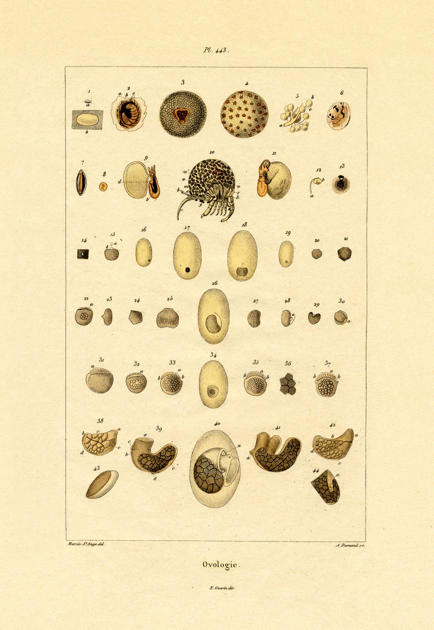 Ovologie, 1833-39 od French School