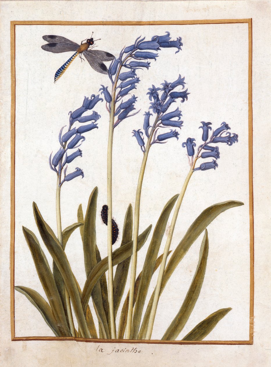 PD.126-1973f.36 Bluebell and a Dragonfly, c.1750 (wc a kvaš na pergamenu) od French School