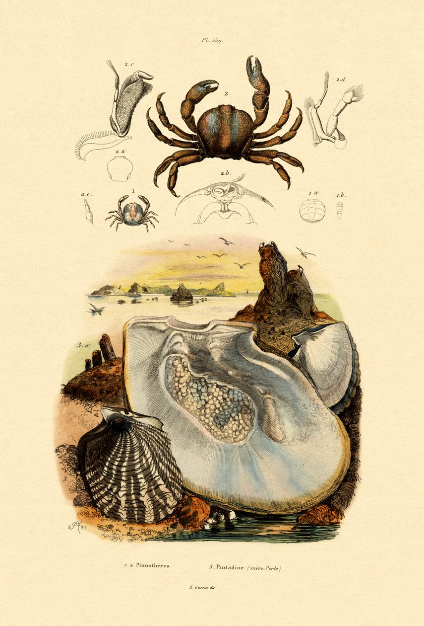 Krab hrachový, 1833-39 od French School
