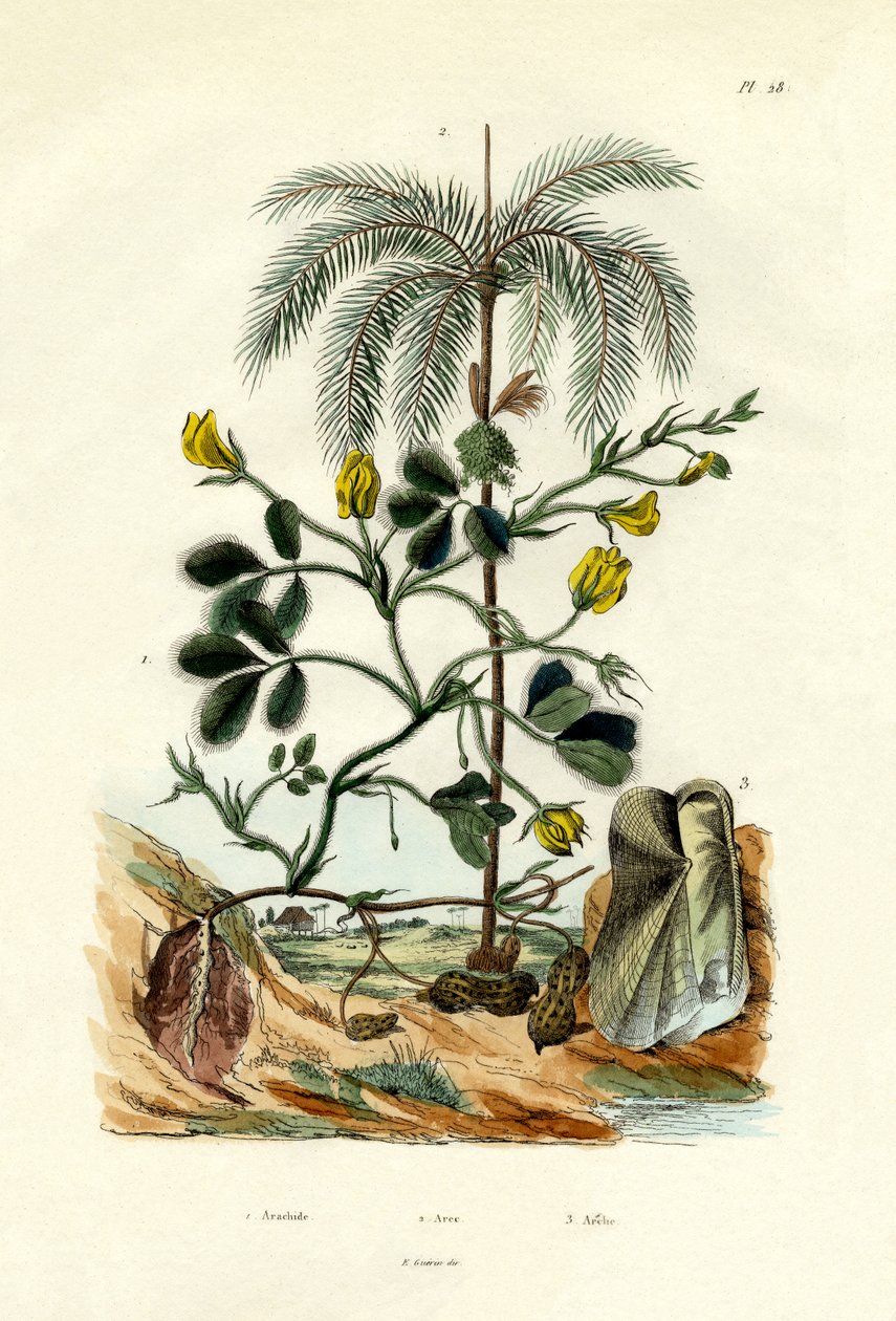 Arašídová rostlina, 1833-39 od French School