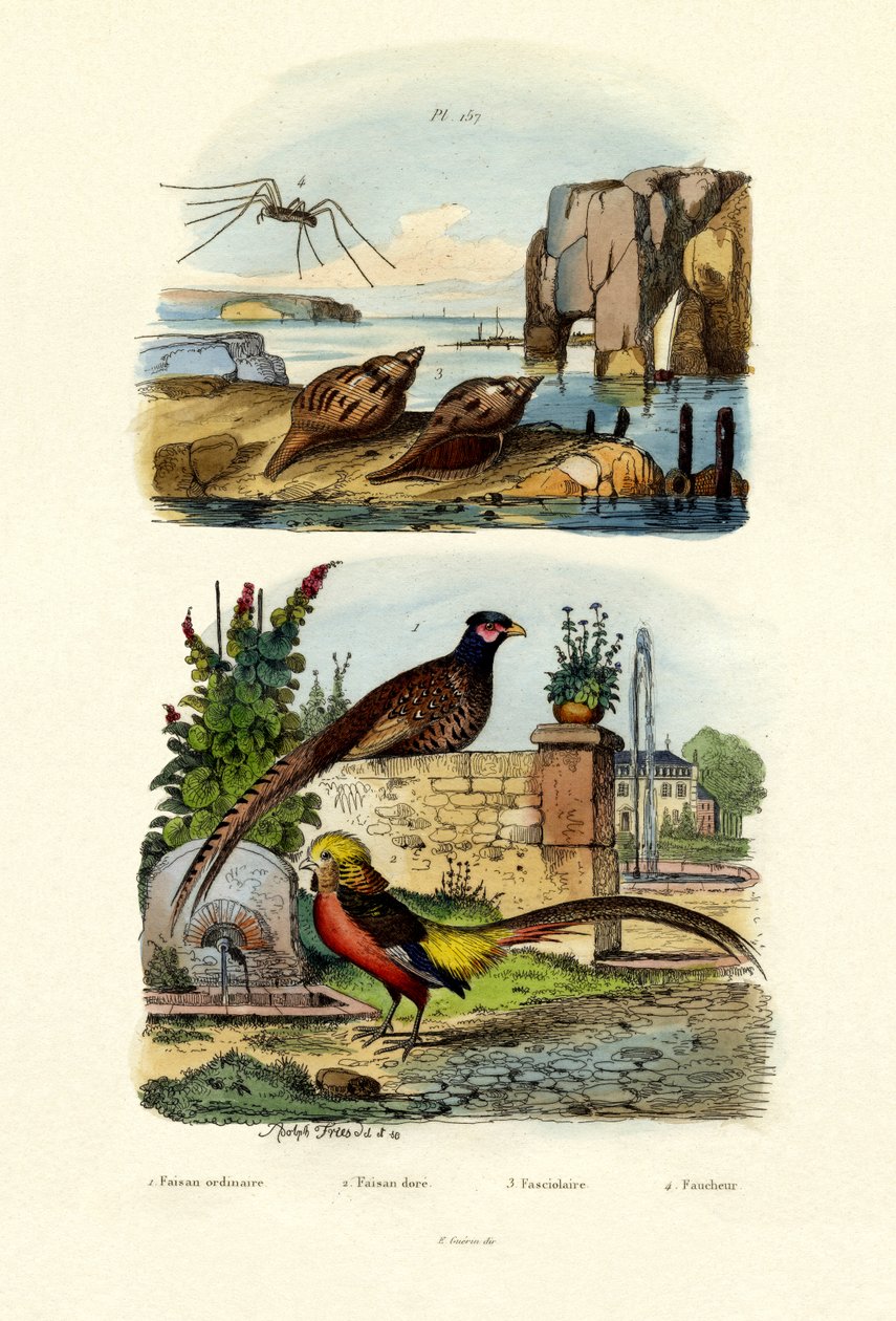 Bažant, 1833-39 od French School