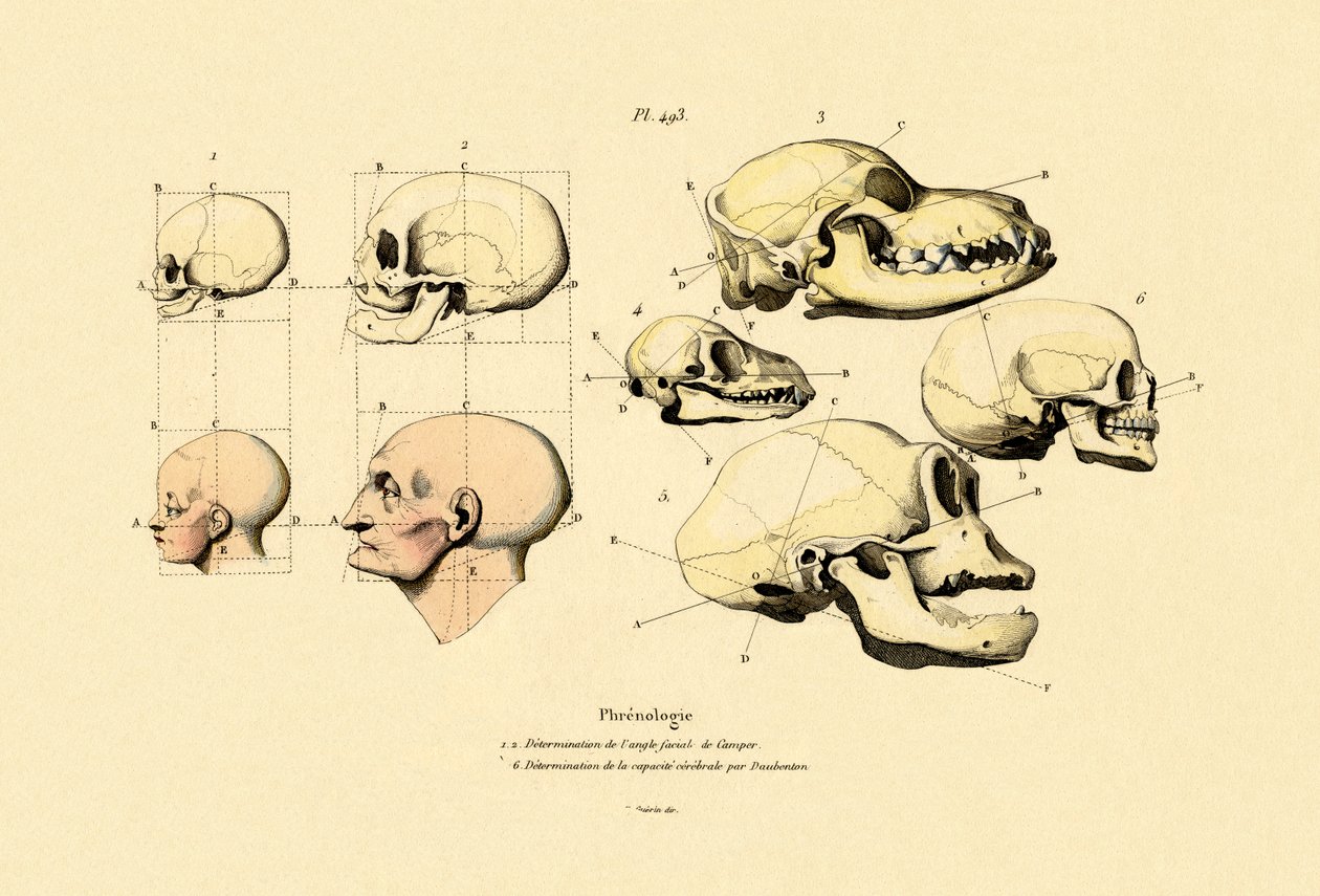 frenologie, 1833-39 od French School