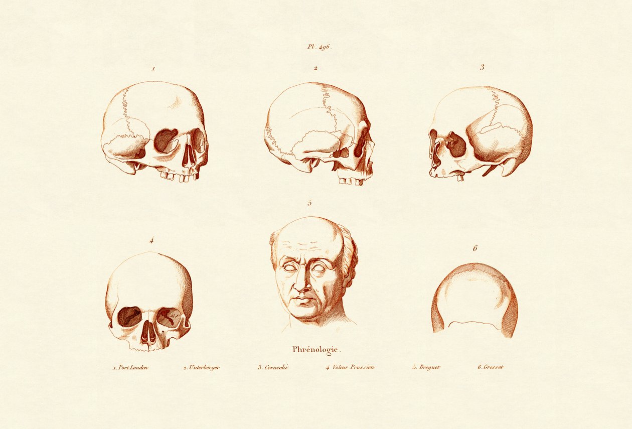 frenologie, 1833-39 od French School