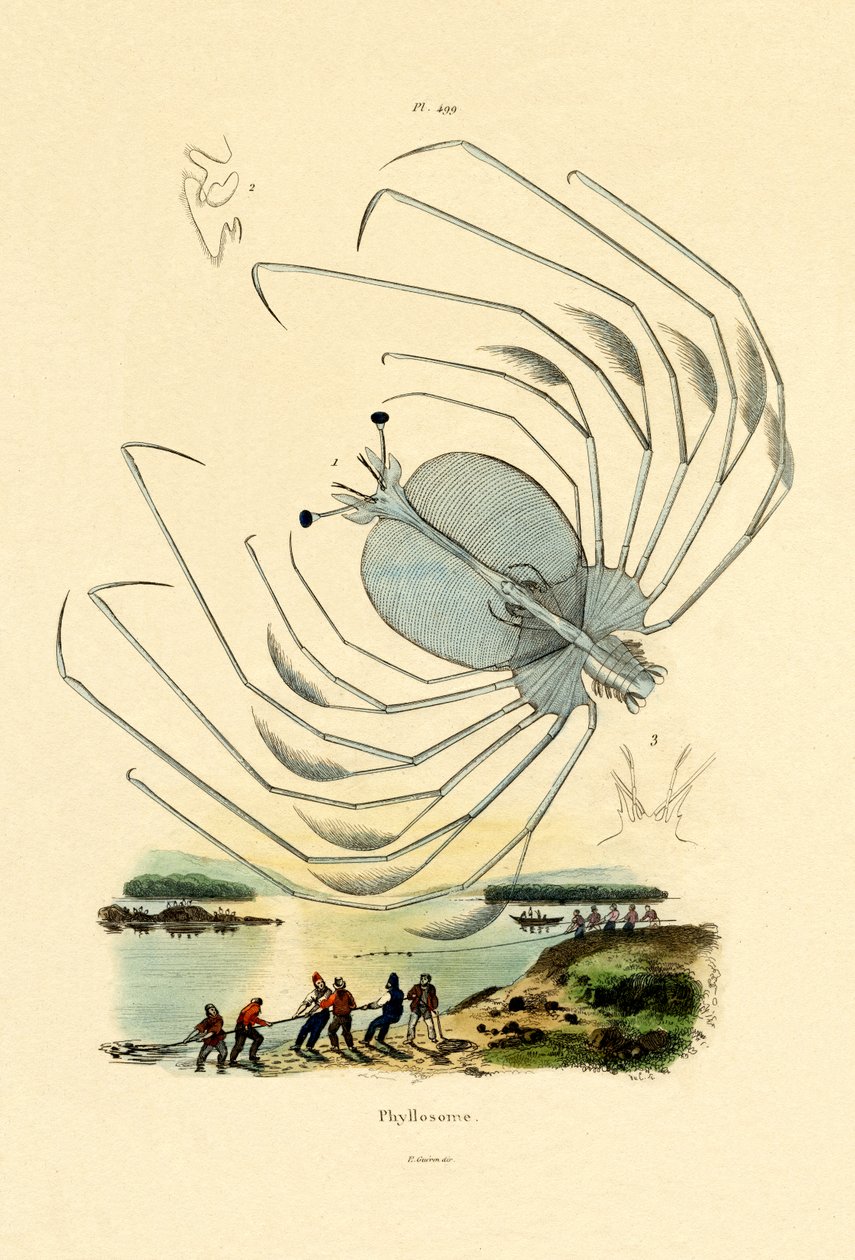 Phyllosome, 1833-39 od French School