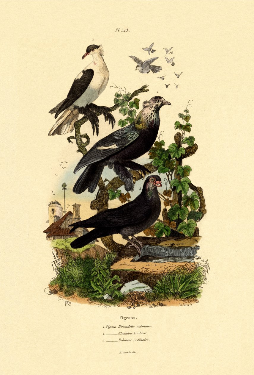 Holubi, 1833-39 od French School