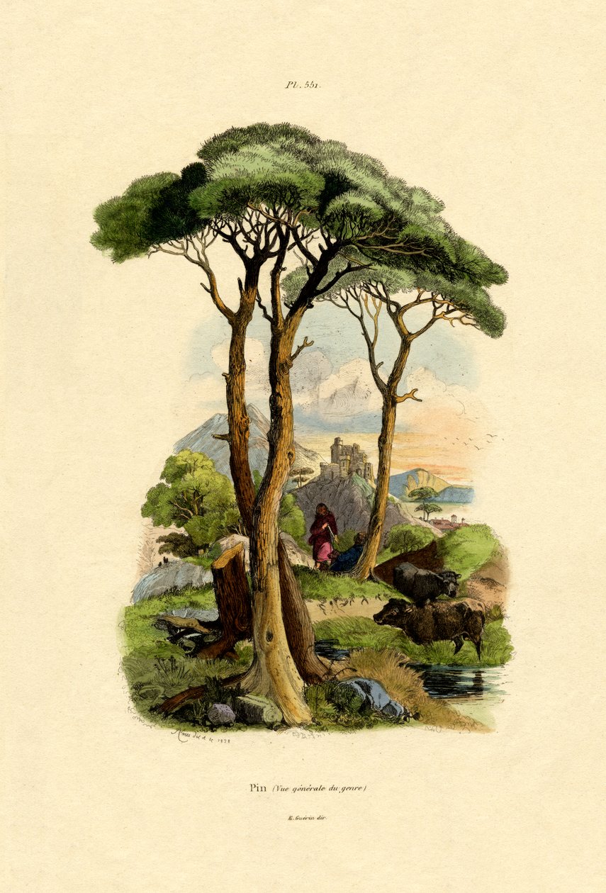 Borovice, 1833-39 od French School