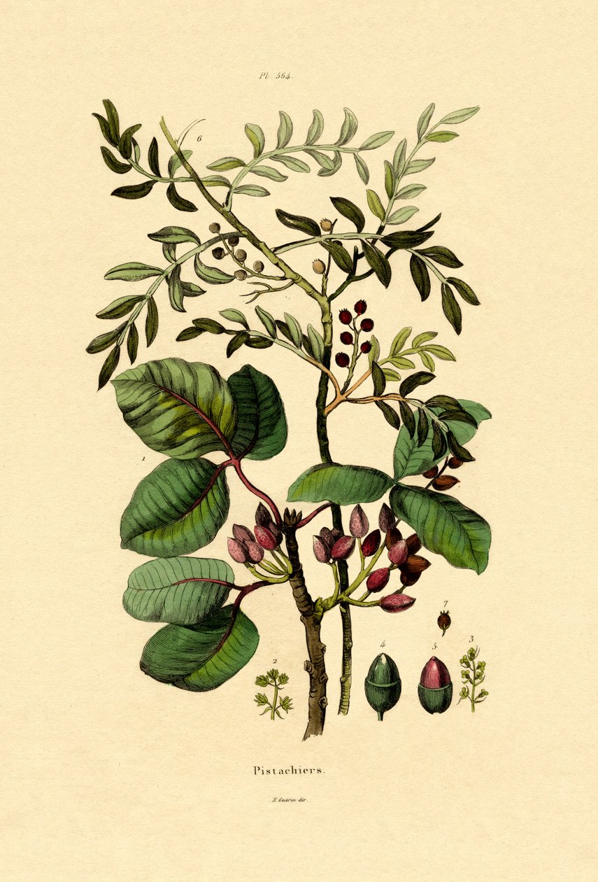 Pistácie, 1833-39 od French School