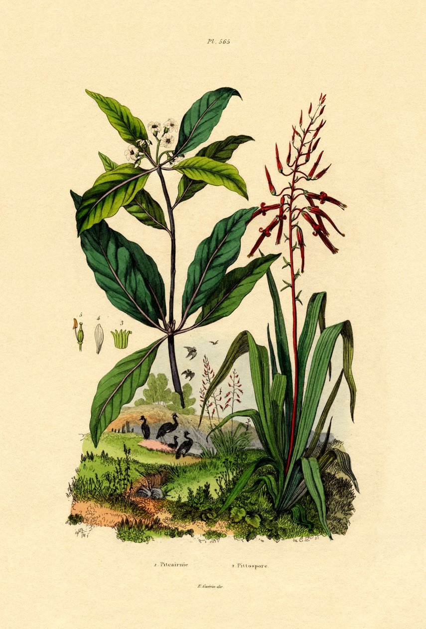 Pittosporum, 1833-39 od French School