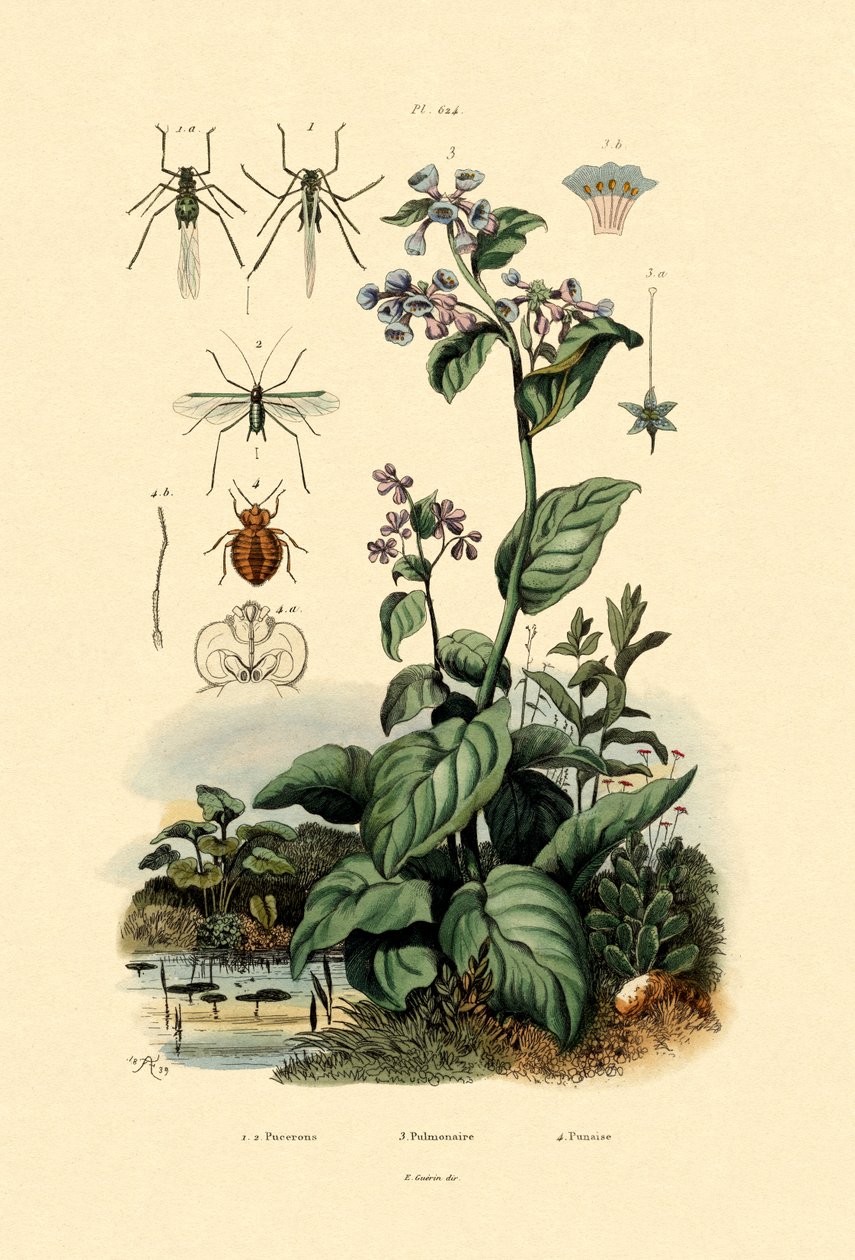 Plantlice, 1833-39 od French School