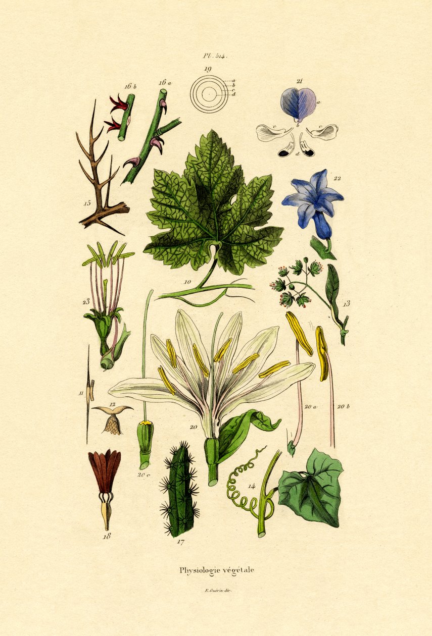 Rostliny, 1833-39 od French School