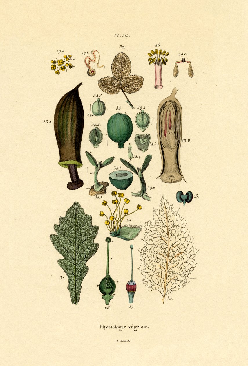 Rostliny, 1833-39 od French School