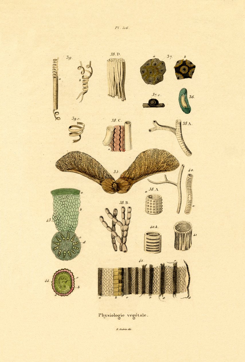 Rostliny, 1833-39 od French School