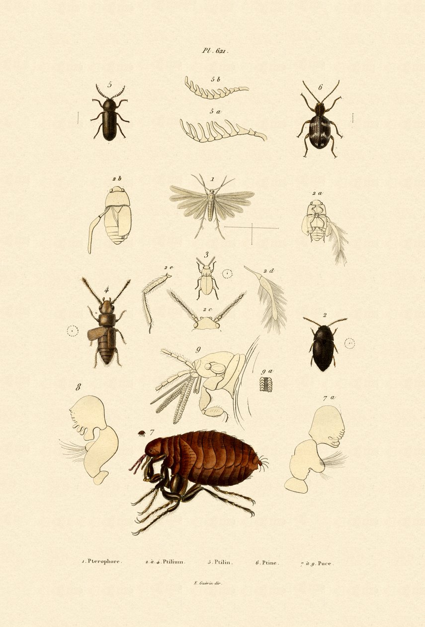 Plume Moth, 1833-39 od French School