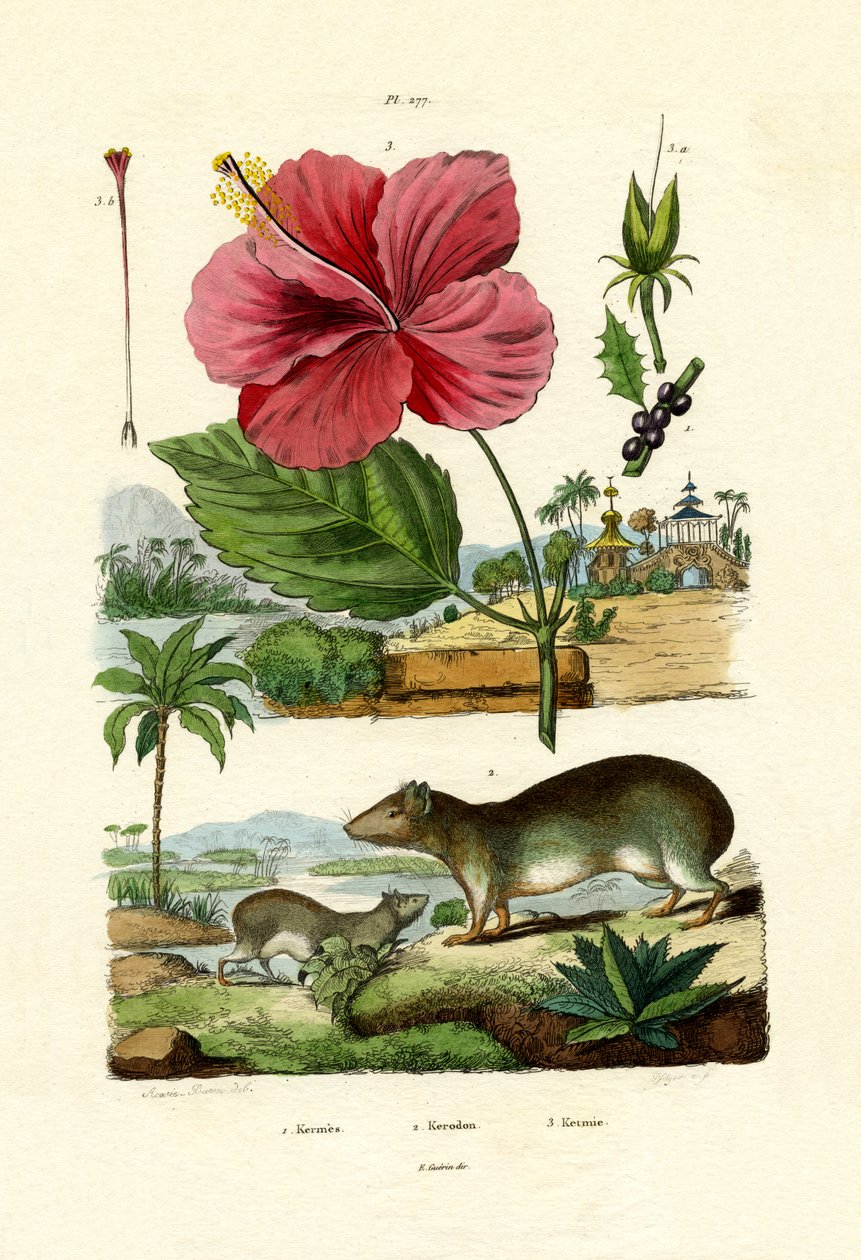 Pokeweed, 1833-39 od French School