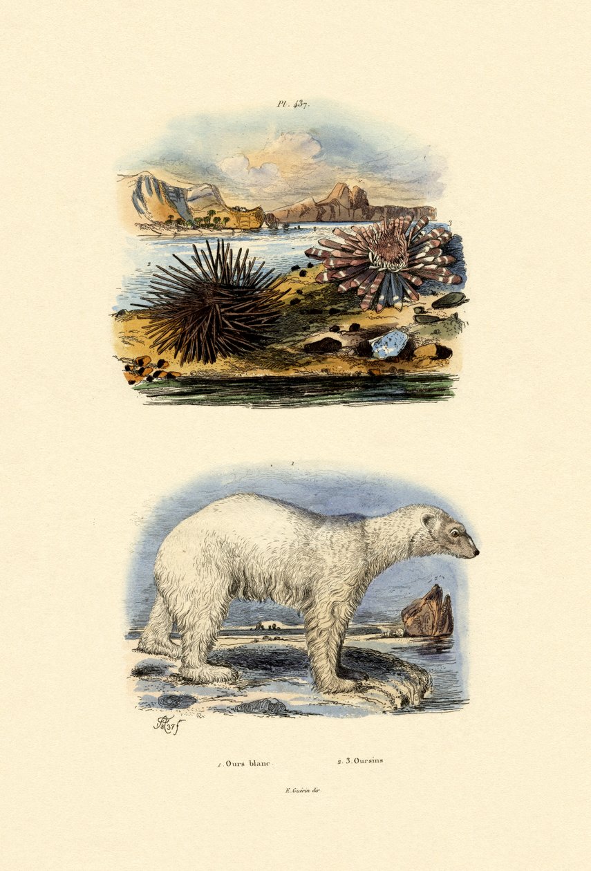 Lední medvěd, 1833-39 od French School