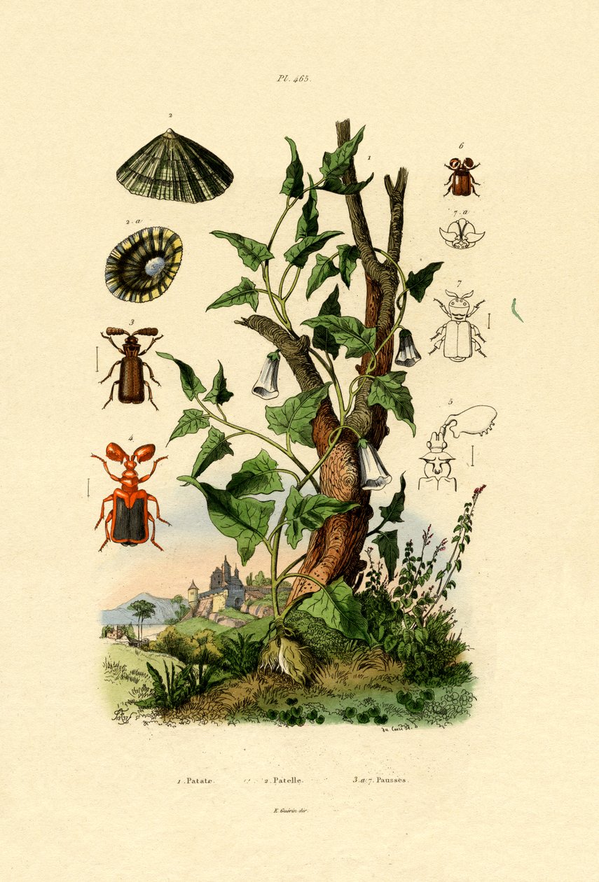 Brambor, 1833-39 od French School