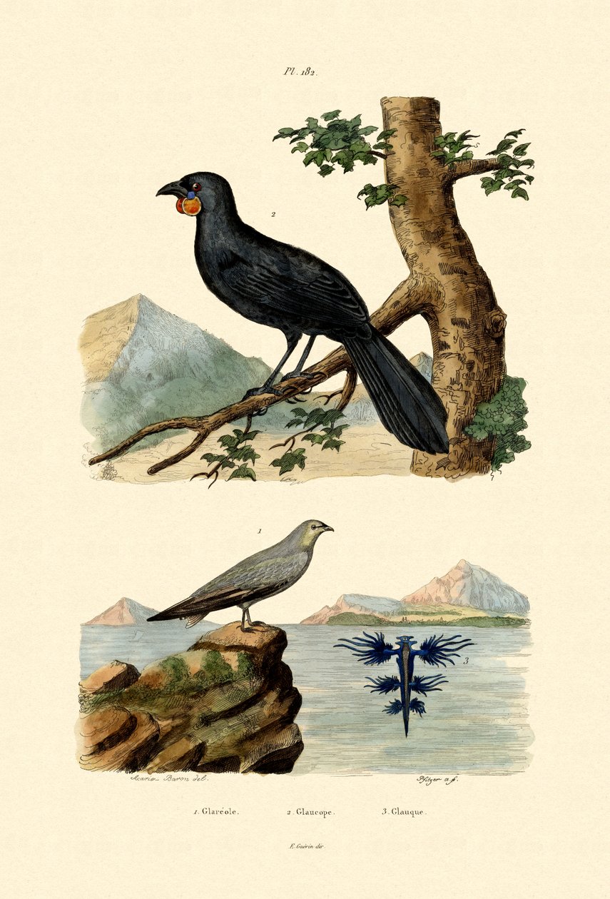 Pratincole, 1833-39 od French School
