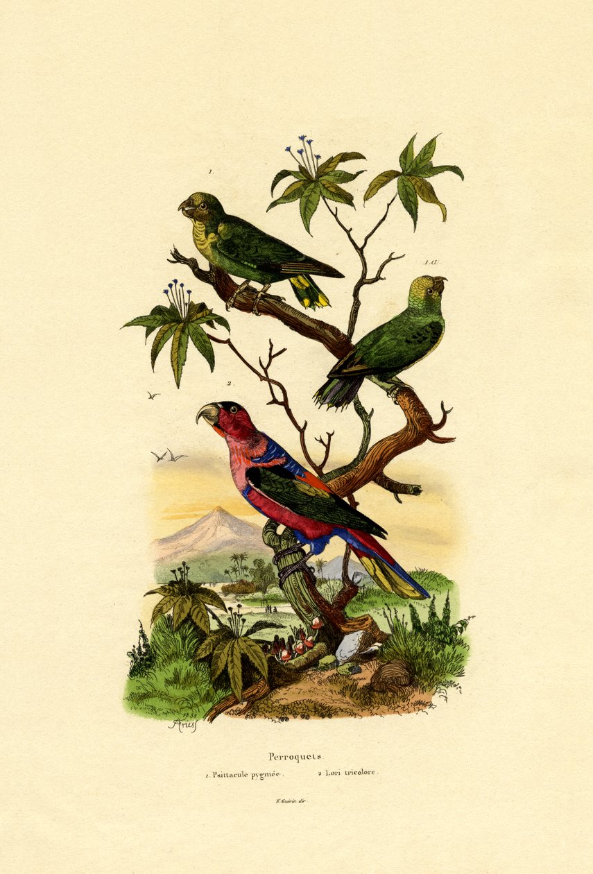 Papoušek Pygmej, 1833-39 od French School