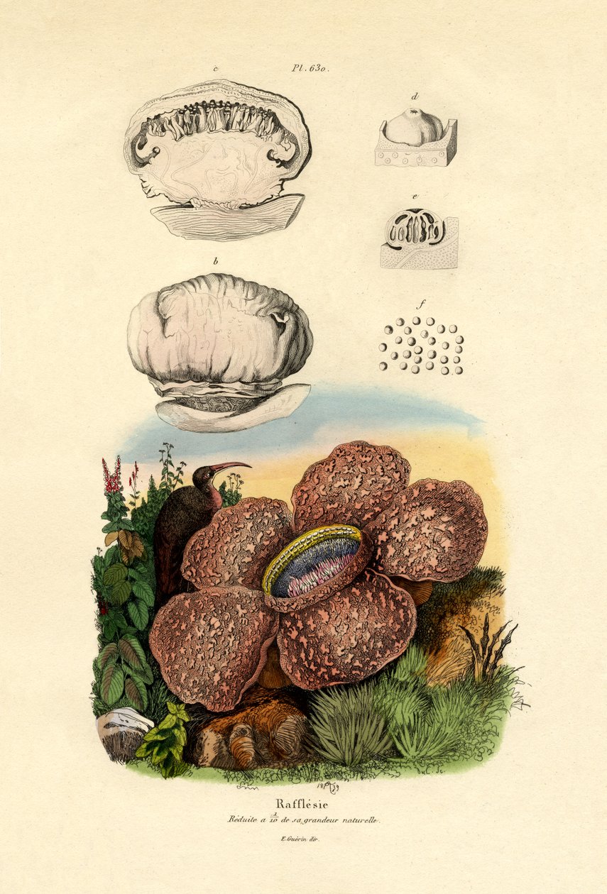 Rafflesia, 1833-39 od French School