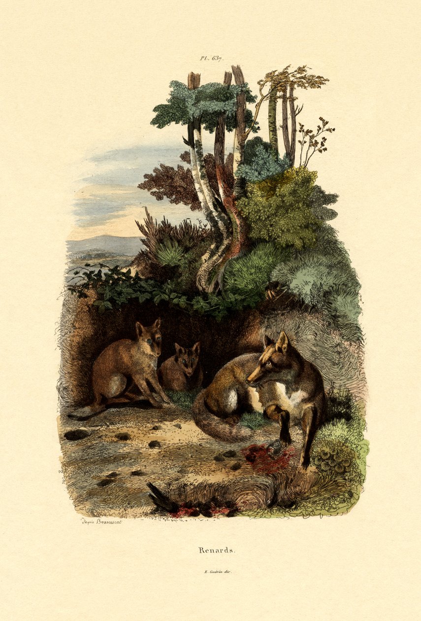 Rudá liška, 1833-39 od French School