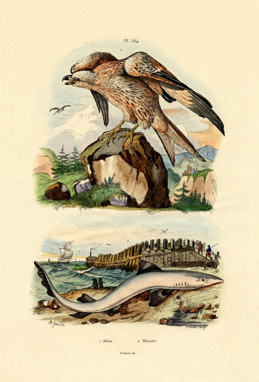 Luňák červený, 1833-39 od French School