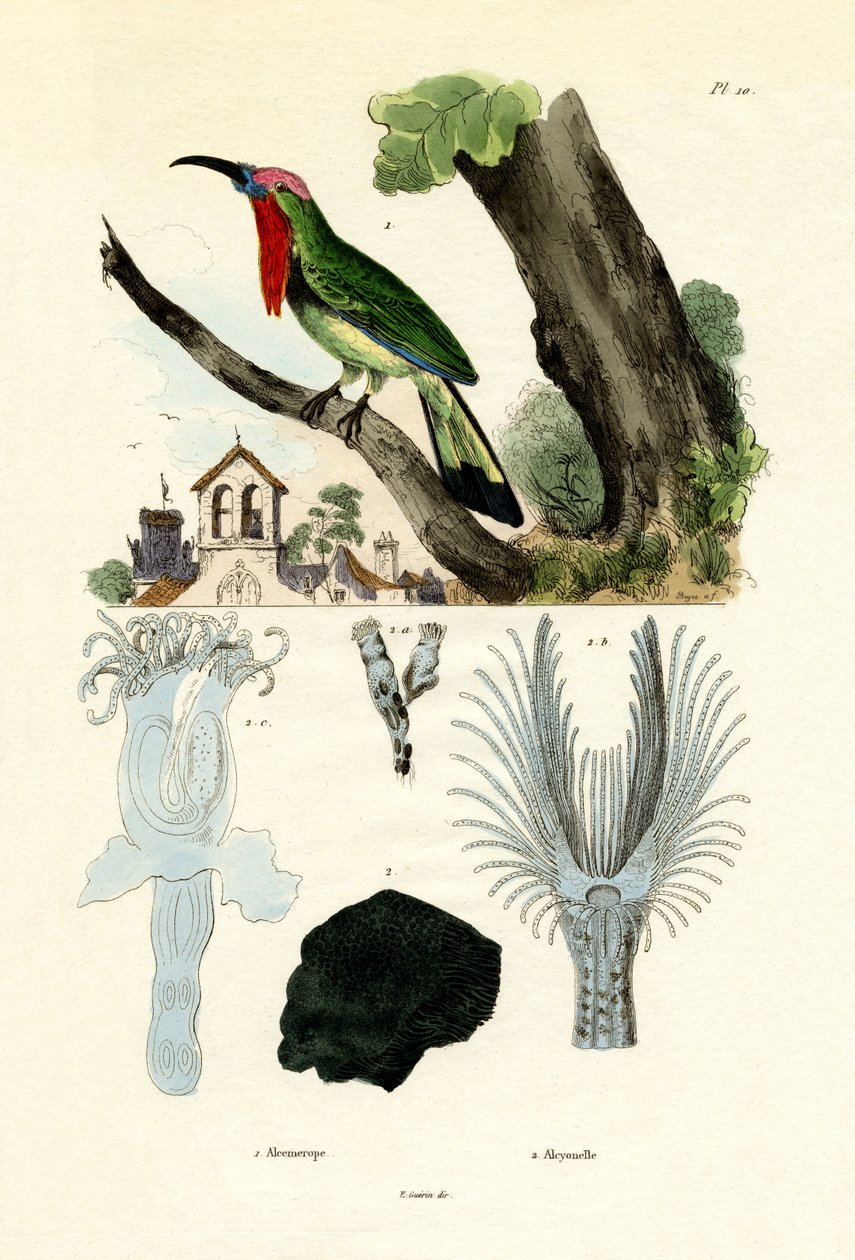 Včelař červenovousý, 1833-39 od French School