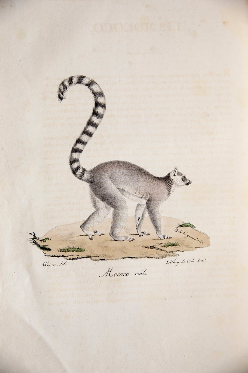 Lemur kata, z Histoire Naturelle des Mammifères, avec des figure originales, od Étienna Geoffroy Saint-Hilaire & Frédérica Cuviera, 1824-42 od French School