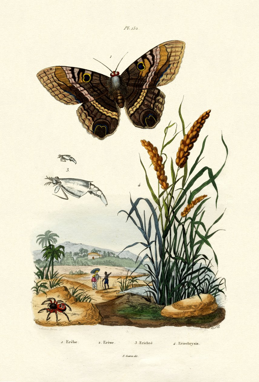 Ringlet, 1833-39 od French School