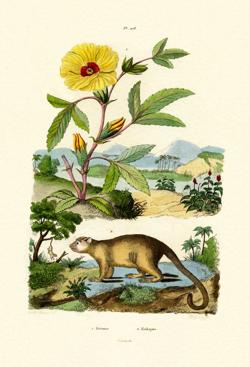 Rose of Sharon, 1833-39 od French School