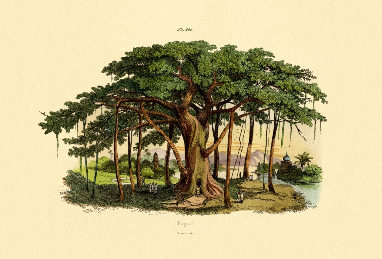 Posvátný fík, 1833-39 od French School