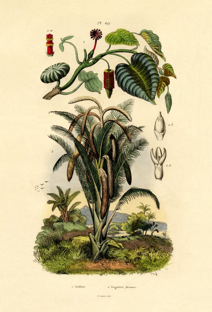 Sandbox Tree, 1833-39 od French School