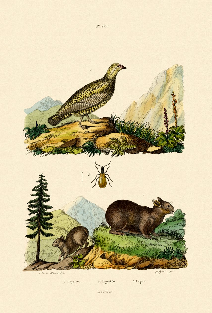 Sardinská Pika, 1833-39 od French School