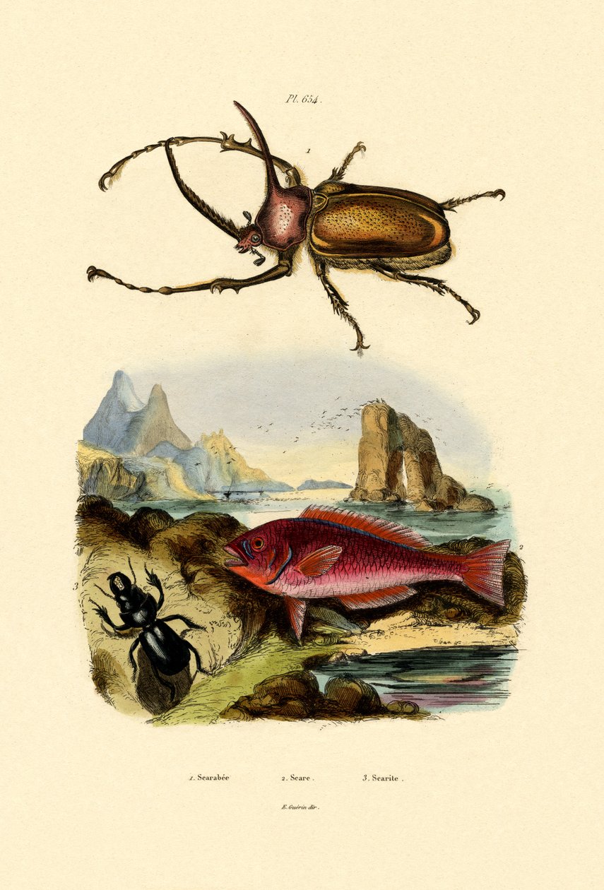 Skarabeus, 1833-39 od French School