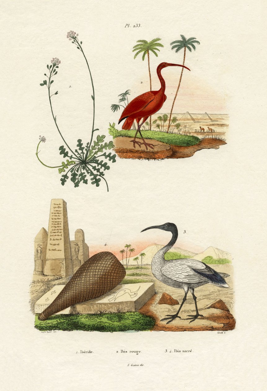 Ibis šarlatový, 1833-39 od French School
