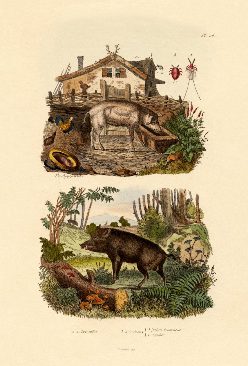 Šarlatový hmyz, 1833-39 od French School