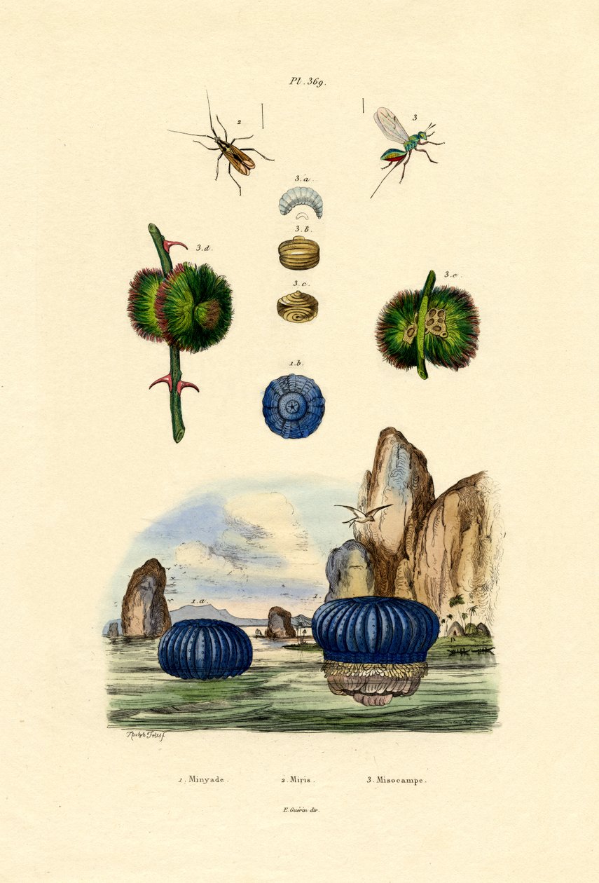 Sasanka, 1833-39 od French School