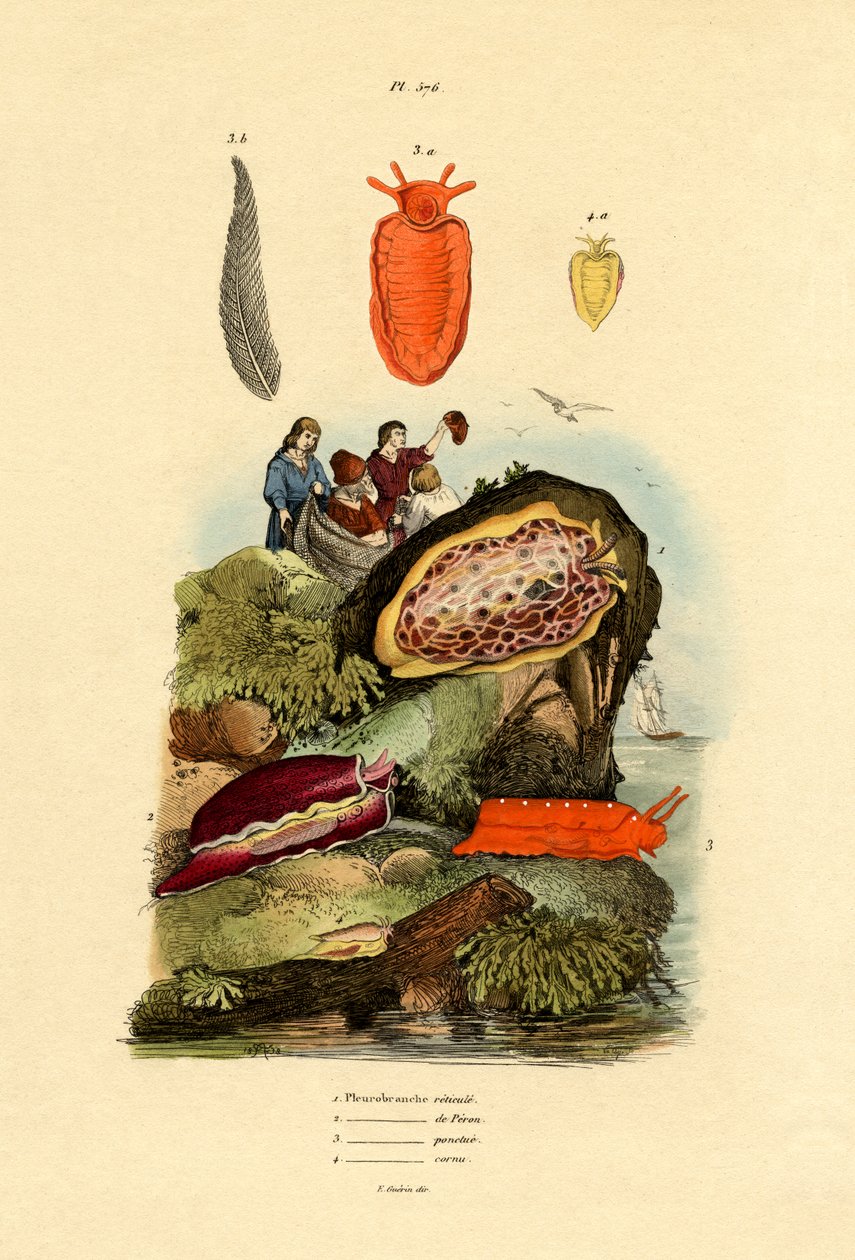 Mořští slimáci, 1833-39 od French School