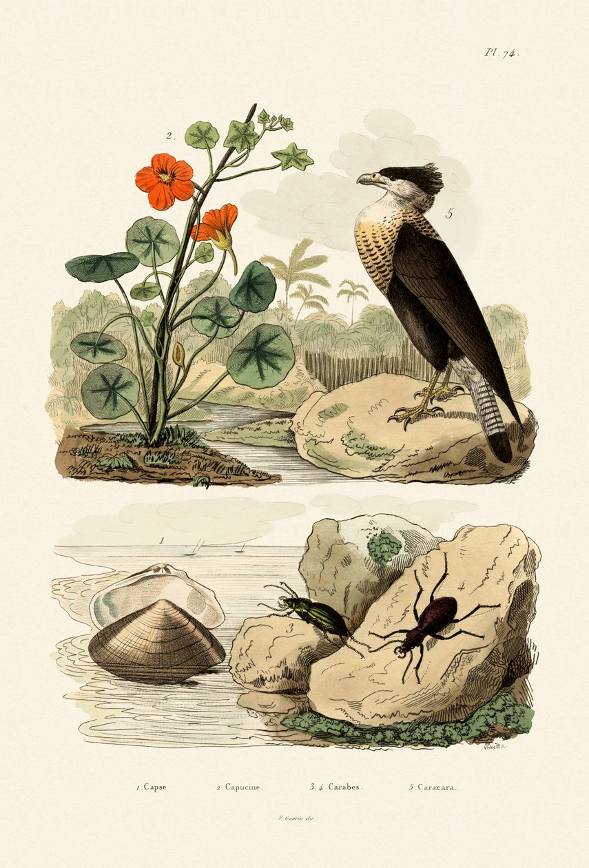 Shell, 1833-39 od French School