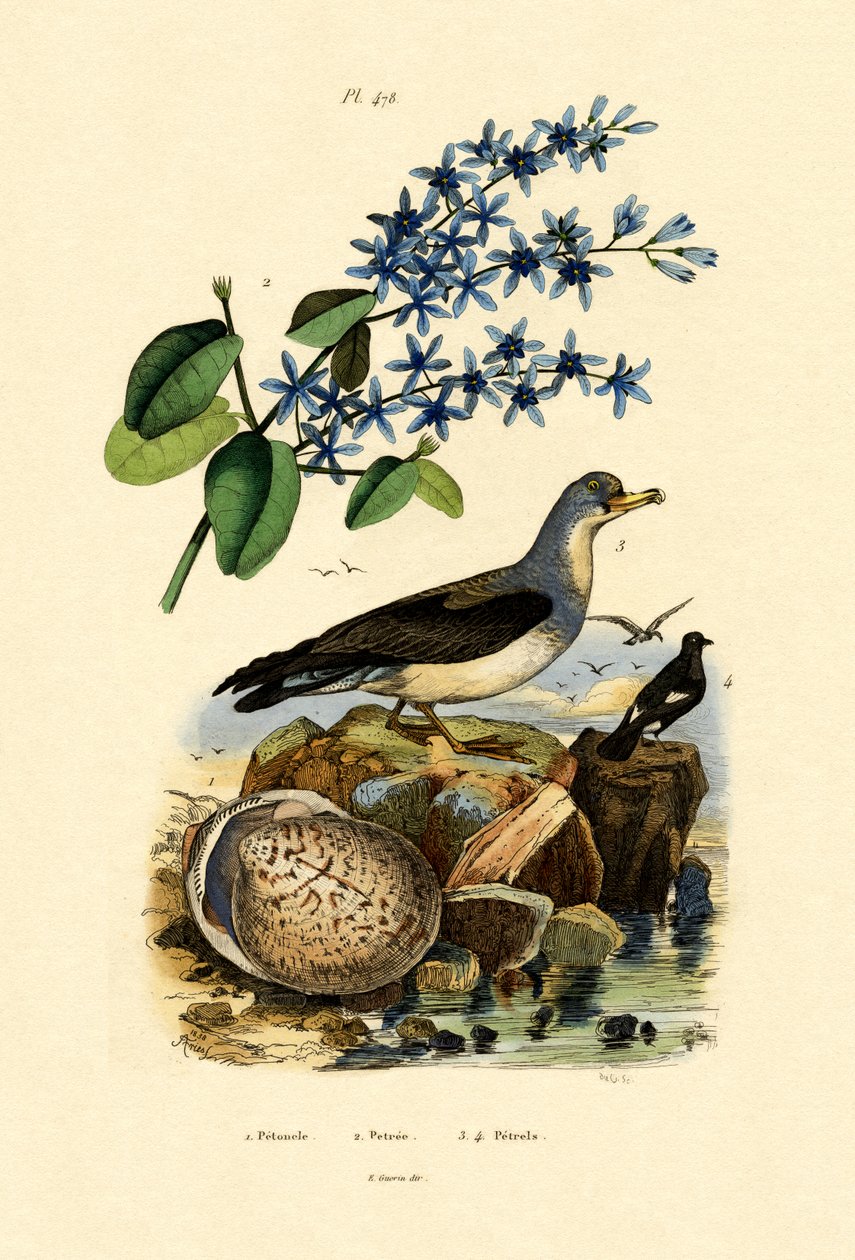 Shell, 1833-39 od French School