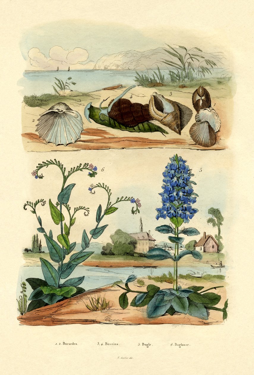 Mušle, 1833-39 od French School