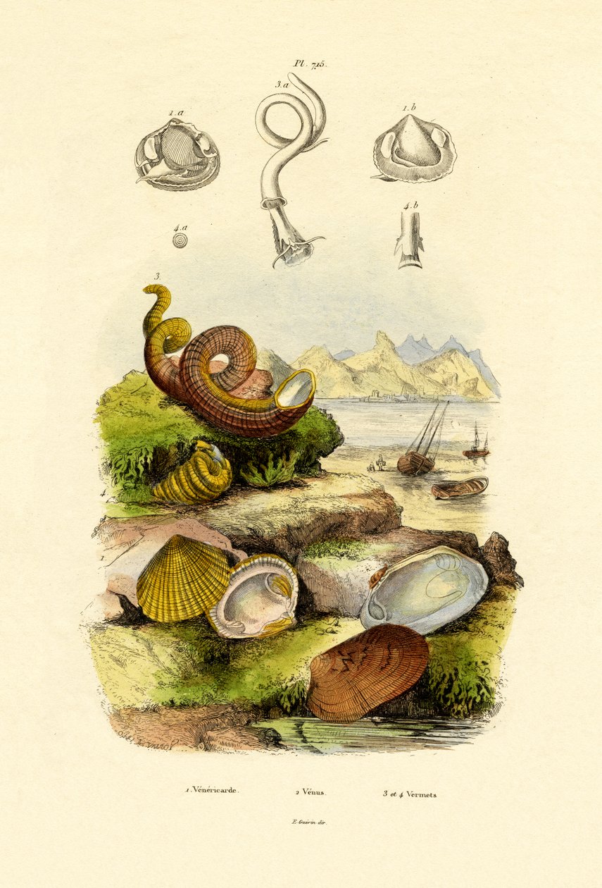 Mušle, 1833-39 od French School