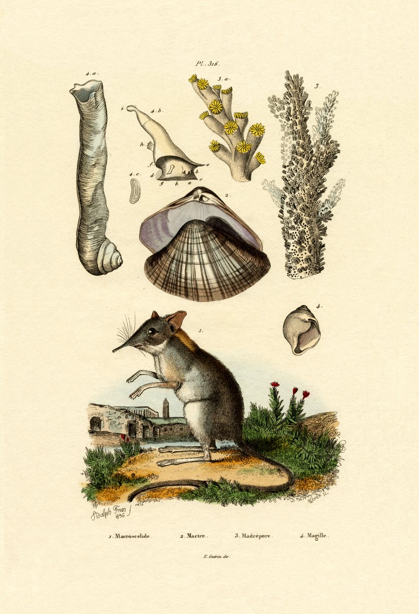 Shrew, 1833-39 od French School