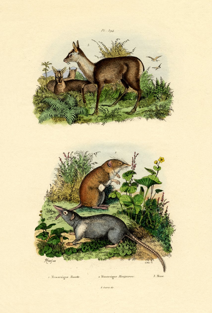 Shrews, 1833-39 od French School