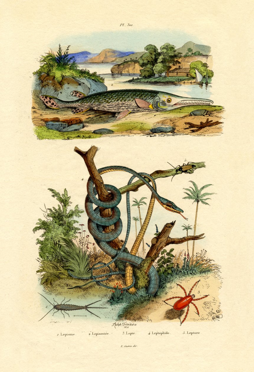 Stříbrná rybka, 1833-39 od French School