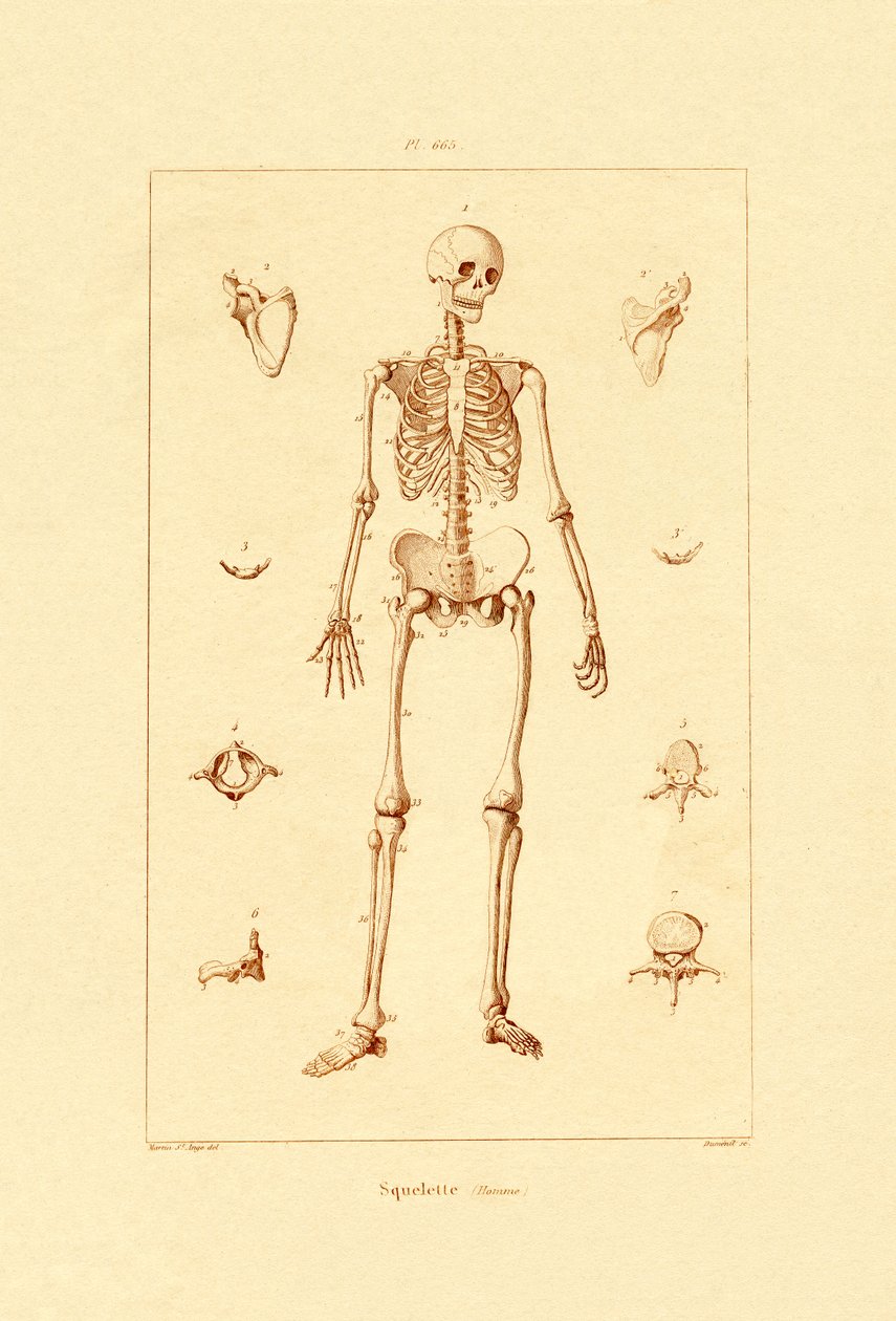 Kostra, 1833-39 od French School