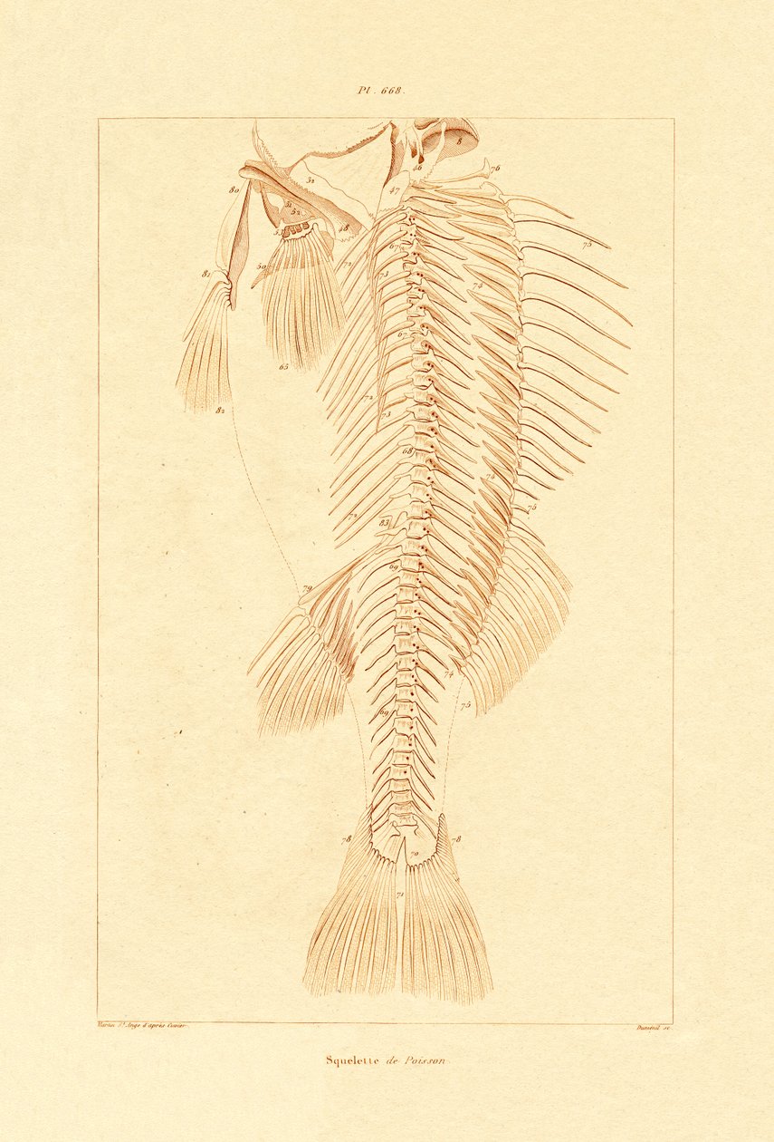 Kostra, 1833-39 od French School