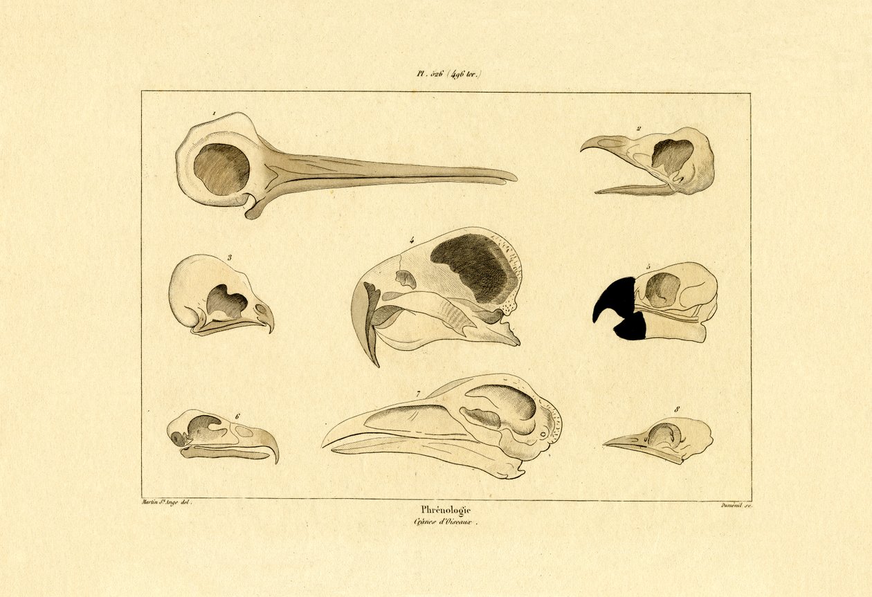 Lebky, 1833-39 od French School