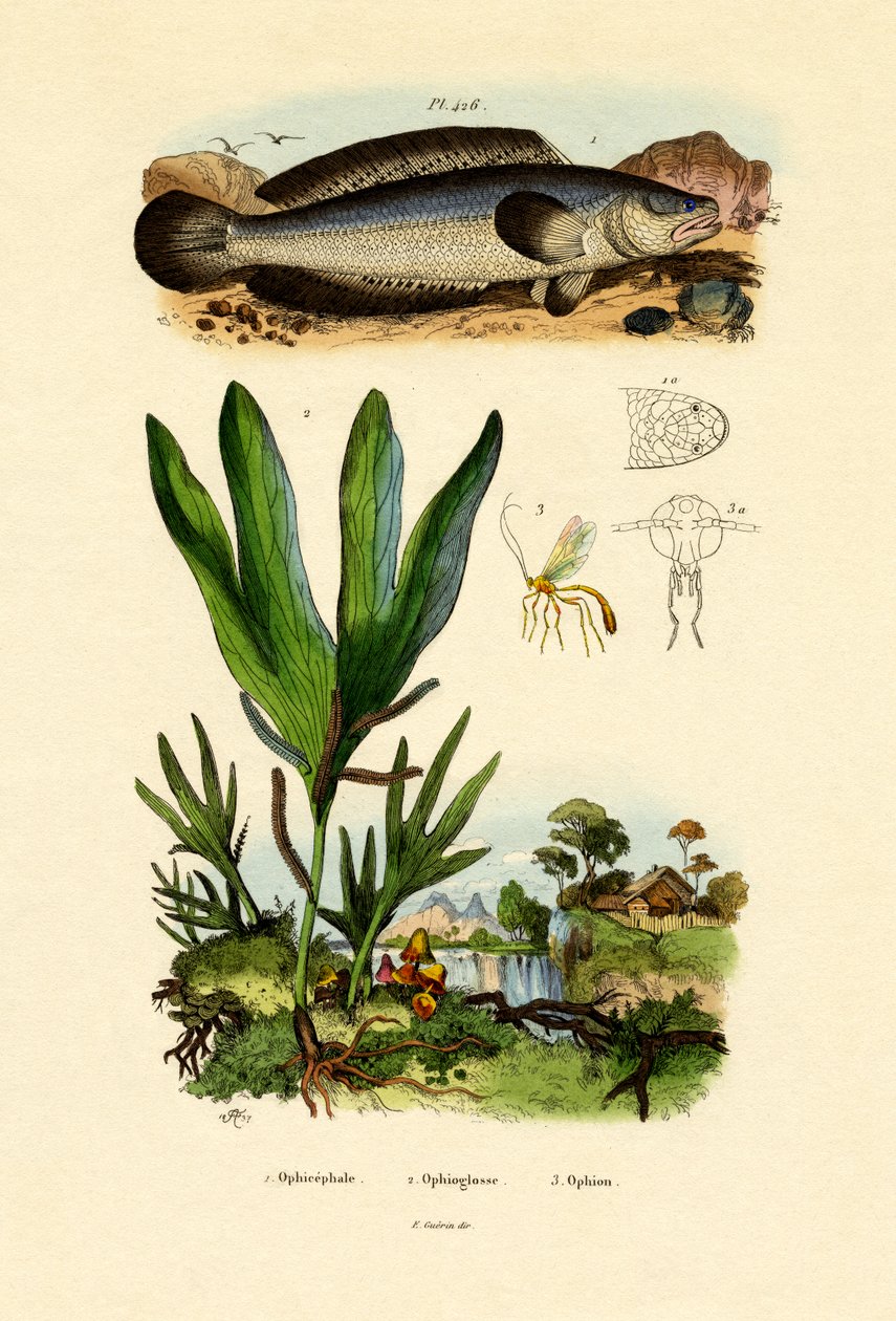 Hadí hlava, 1833-39 od French School