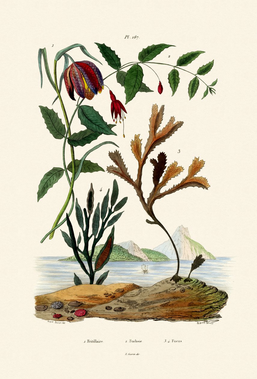 Hadí hlava Fritillary, 1833-39 od French School