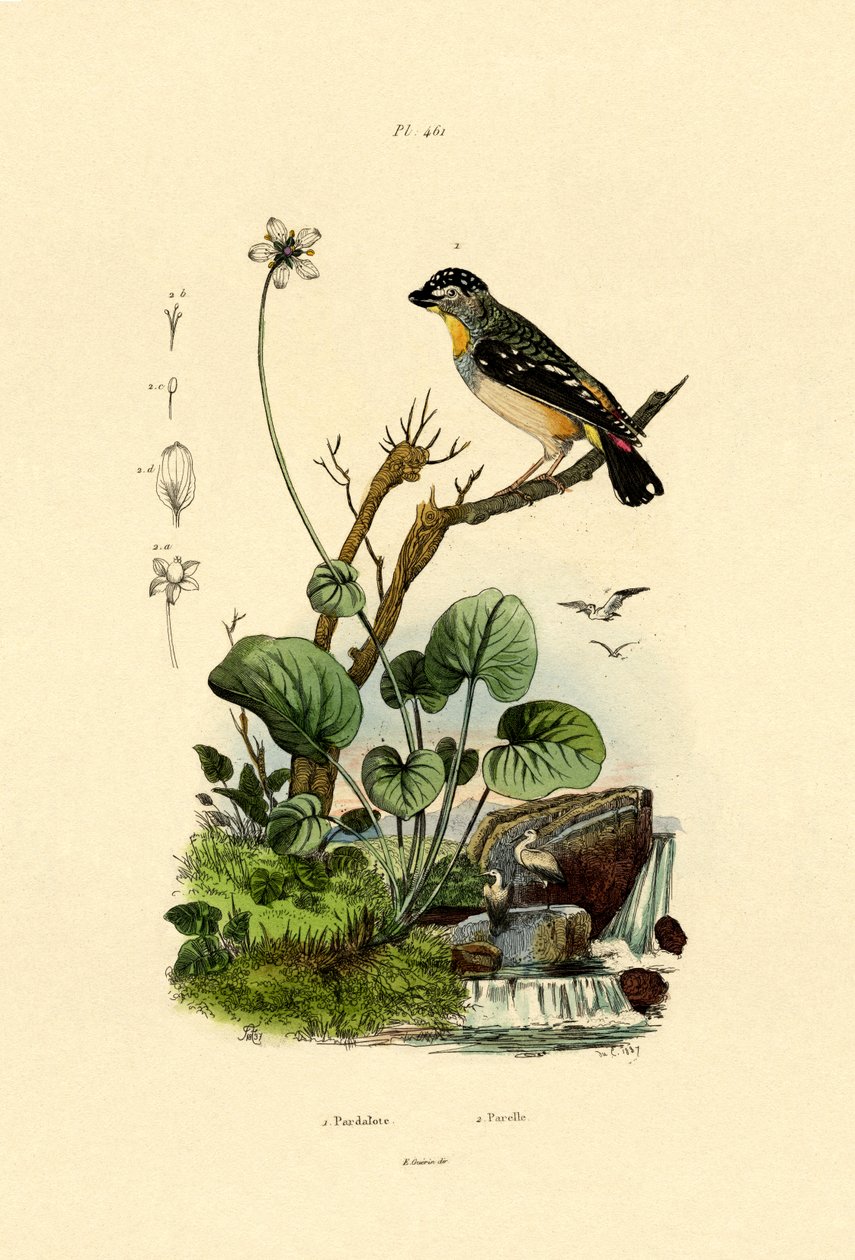 Skvrnitý Pardalote, 1833-39 od French School